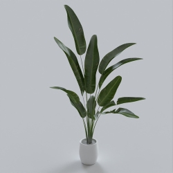 植物12-10