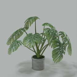 植物1-3
