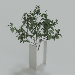 植物1-16